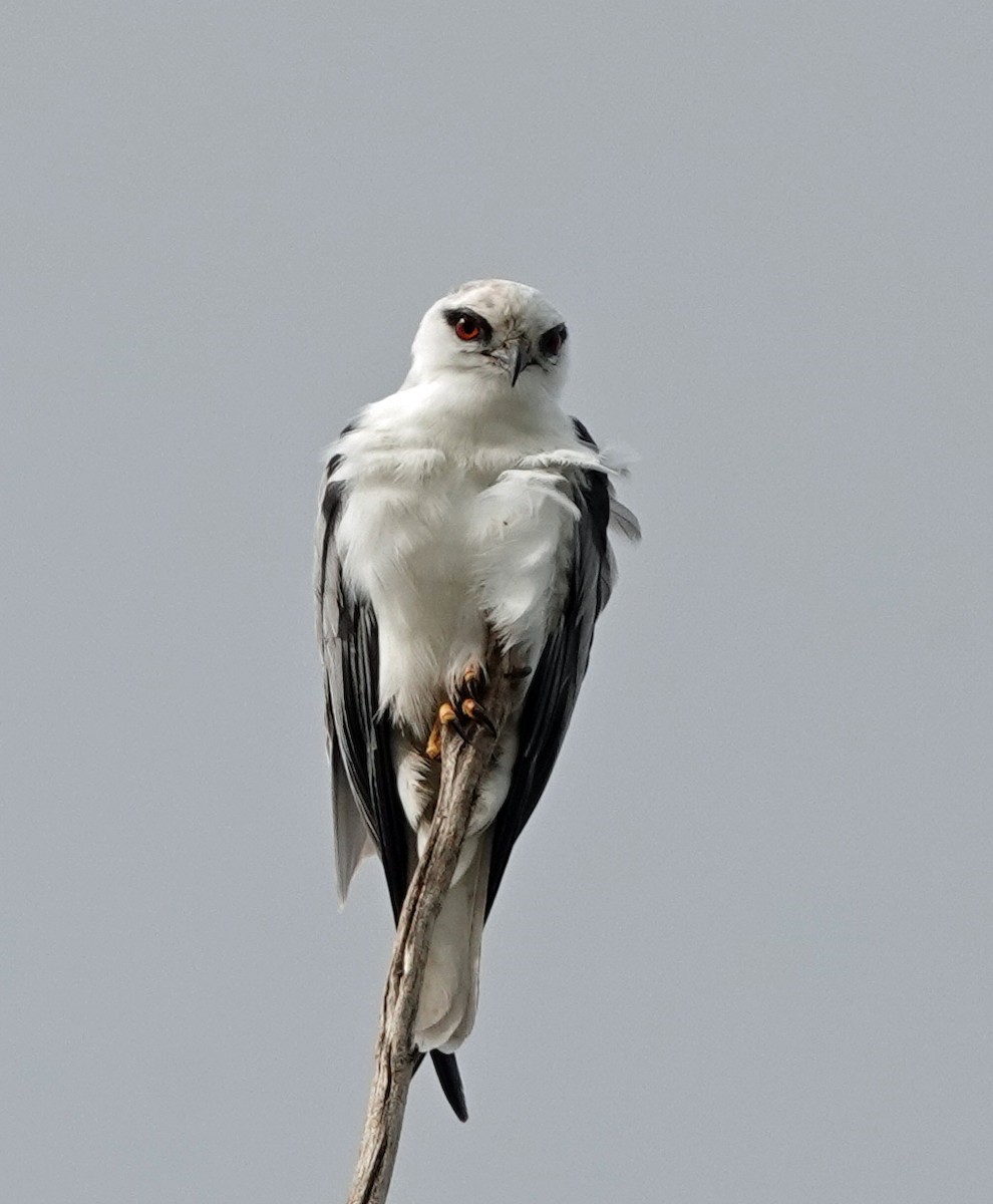 Black-shouldered Kite - Russell Scott
