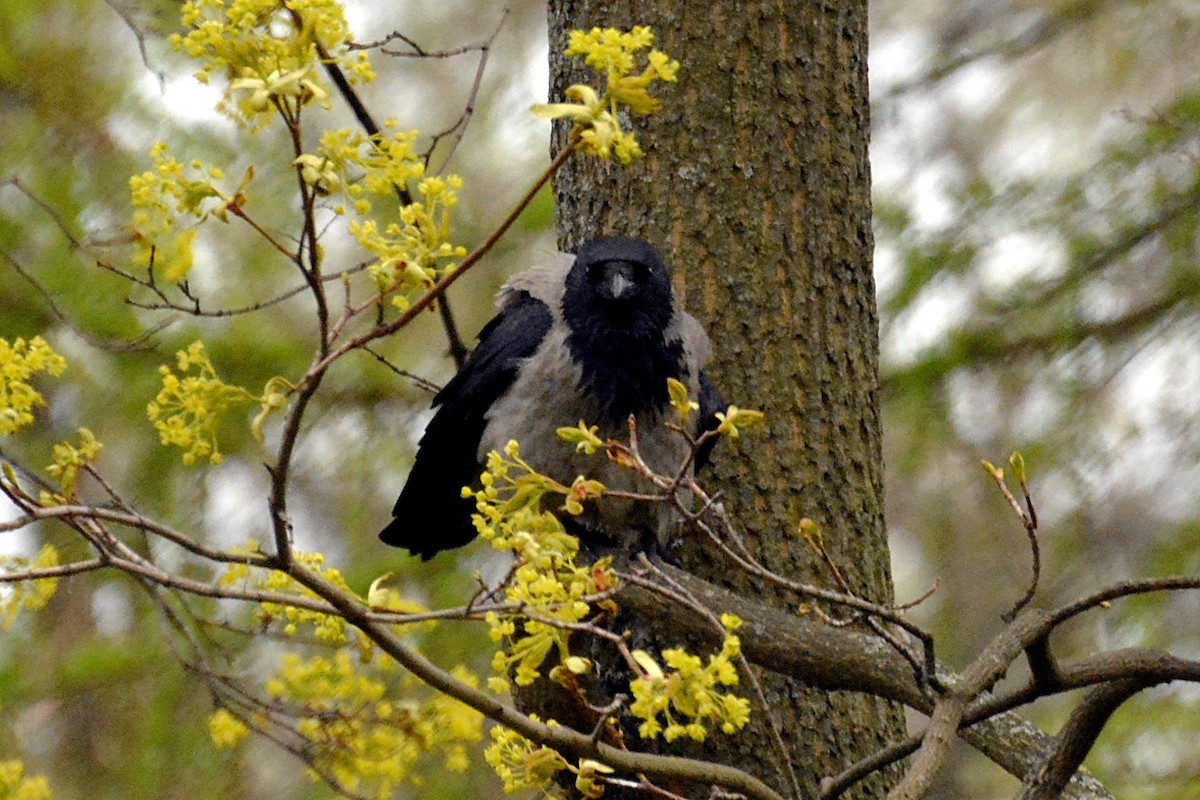 Hooded Crow (Hooded) - Svetlana Fomicheva