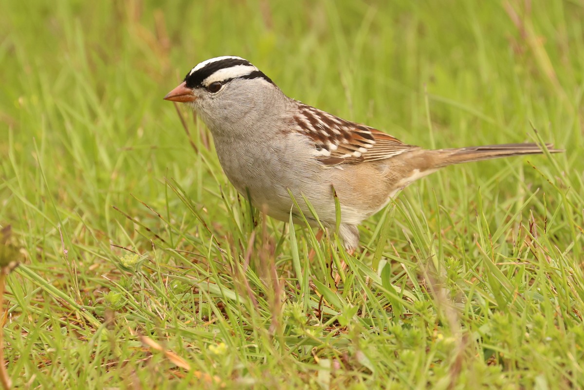White-crowned Sparrow - ML618808775