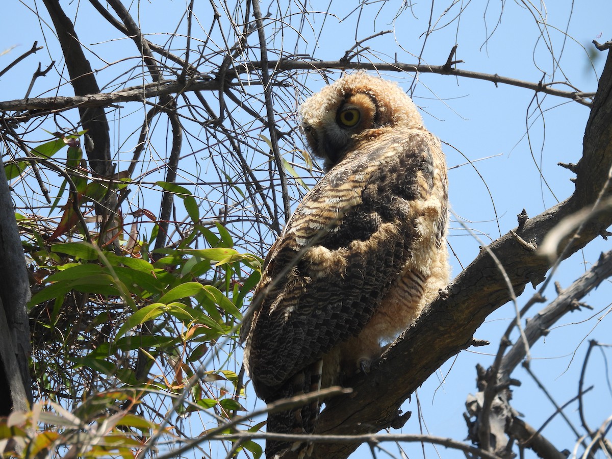 Great Horned Owl - ML618808792