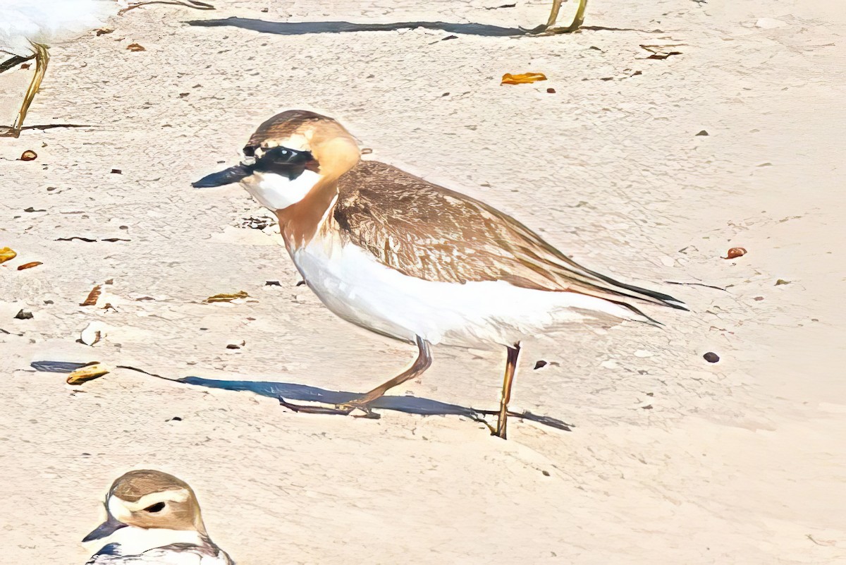 Greater Sand-Plover - Alfons  Lawen