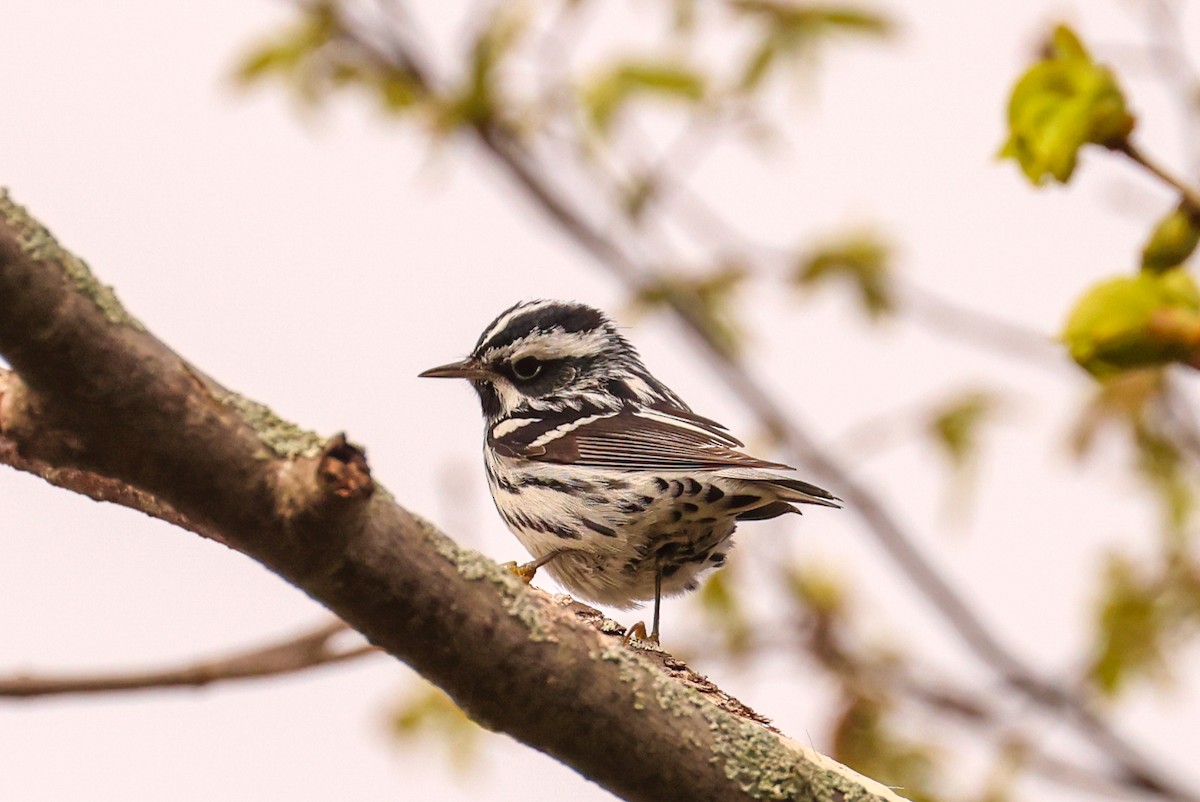 Black-and-white Warbler - Ian Somerville