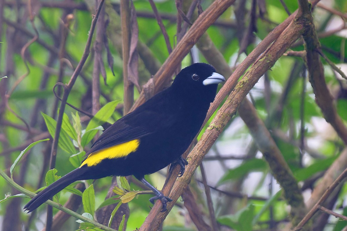 Flame-rumped Tanager - Zbigniew Wnuk