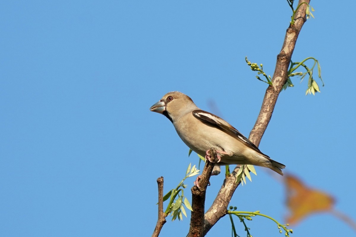 Hawfinch - Hung-Chieh Chien