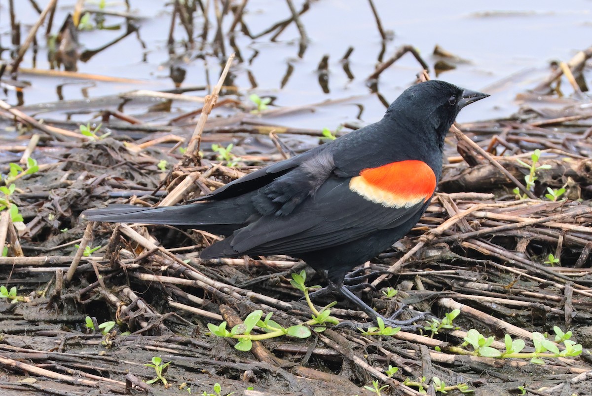 Red-winged Blackbird - Vern Bothwell
