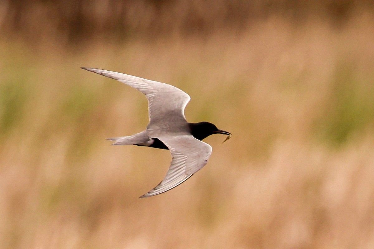 Black Tern - Ian Somerville