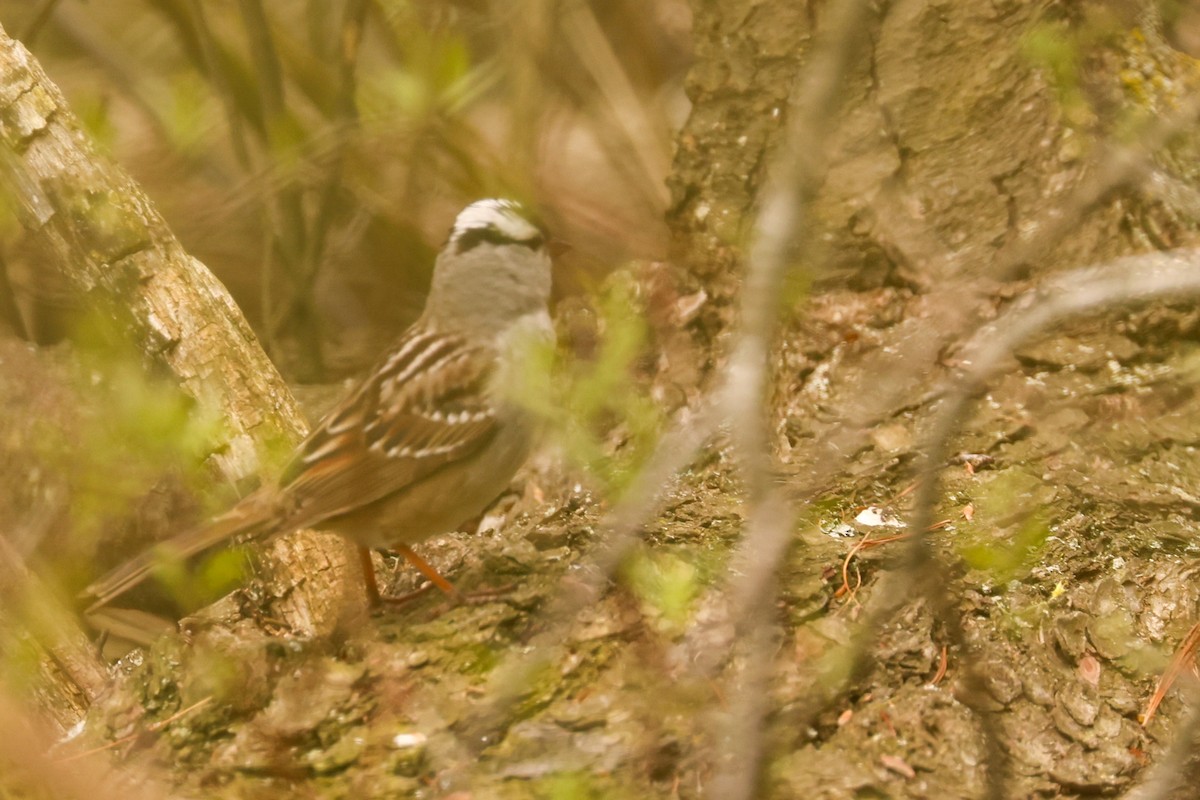 White-crowned Sparrow - ML618808984