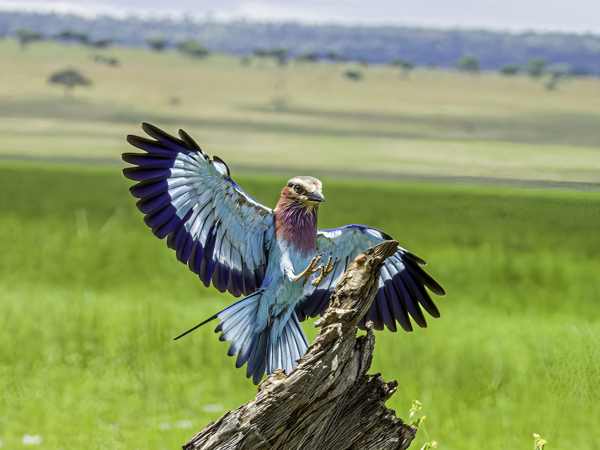 Lilac-breasted Roller - ML618808985