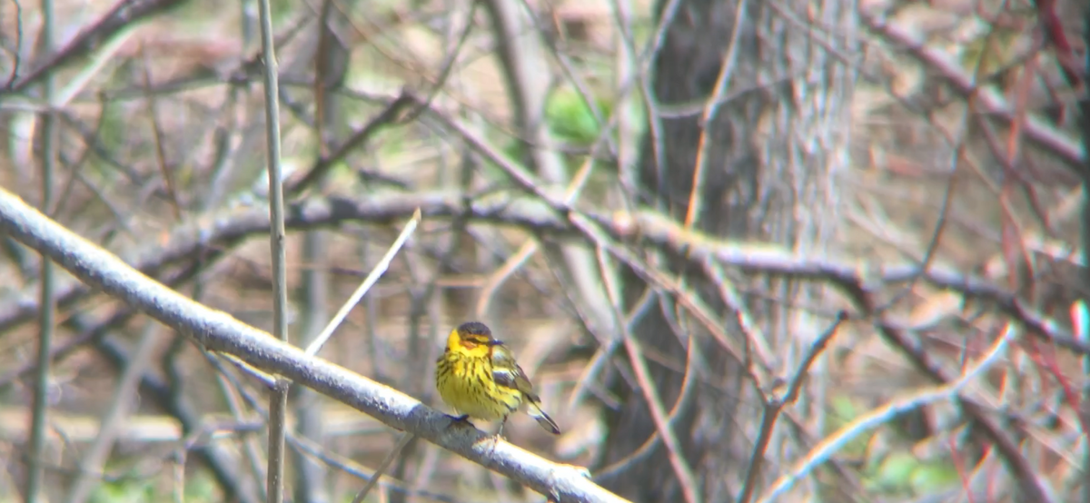 Cape May Warbler - Anonymous