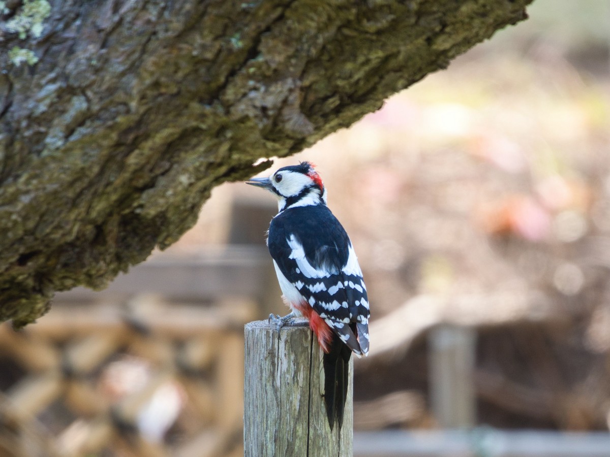 Great Spotted Woodpecker - TORU TAJIMA