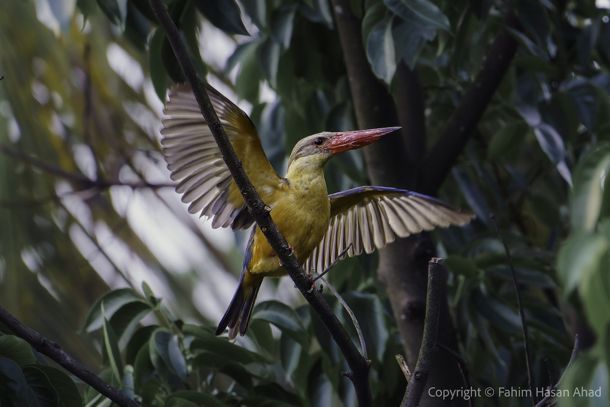 Stork-billed Kingfisher - Fahim Hasan Ahad