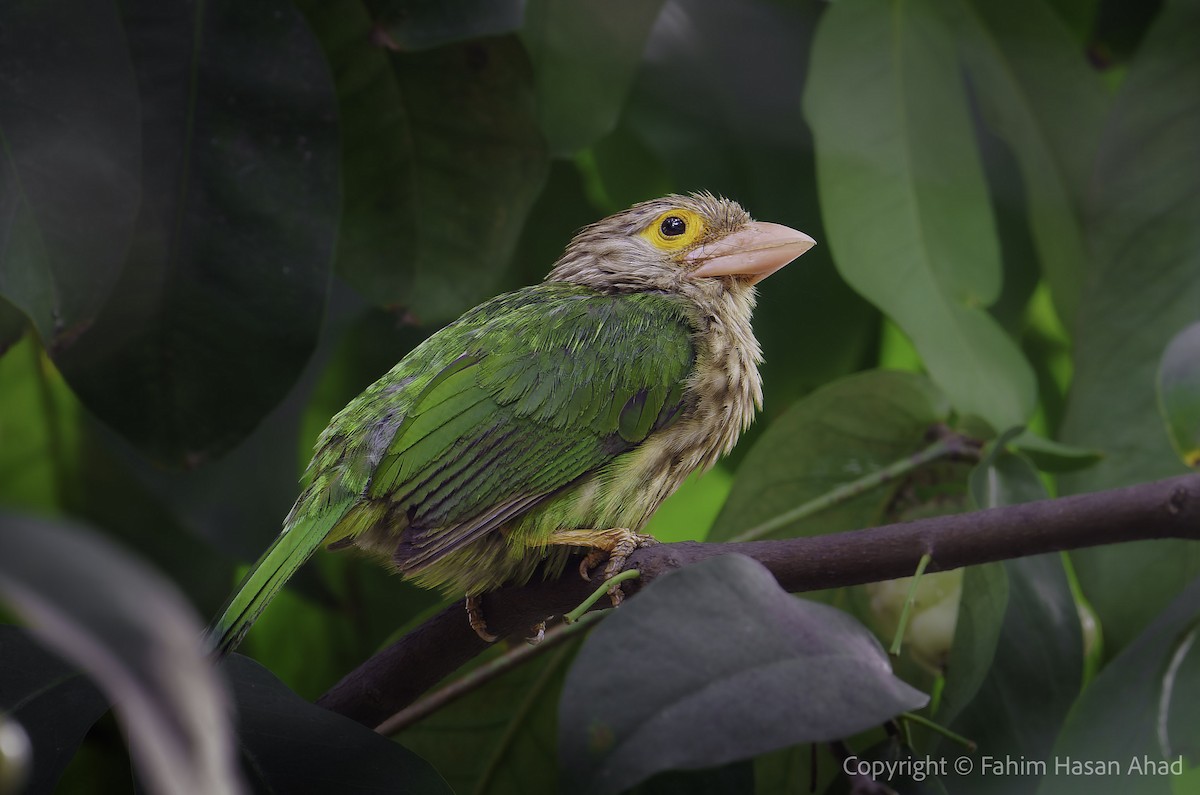 Lineated Barbet - ML618809068