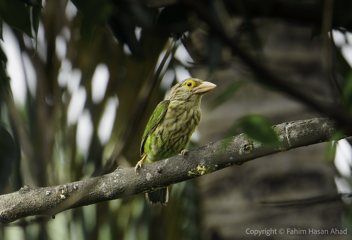 Lineated Barbet - ML618809069