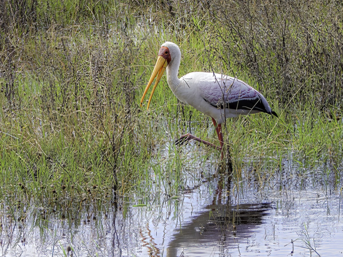 Yellow-billed Stork - Hila Meyer Izmirli