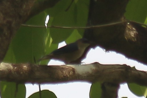 Velvet-fronted Nuthatch - ML618809099