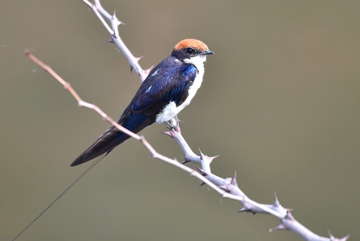 Wire-tailed Swallow - ML618809108