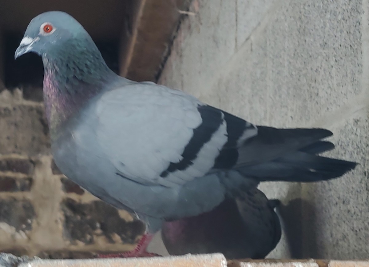Rock Pigeon (Feral Pigeon) - ML618809143