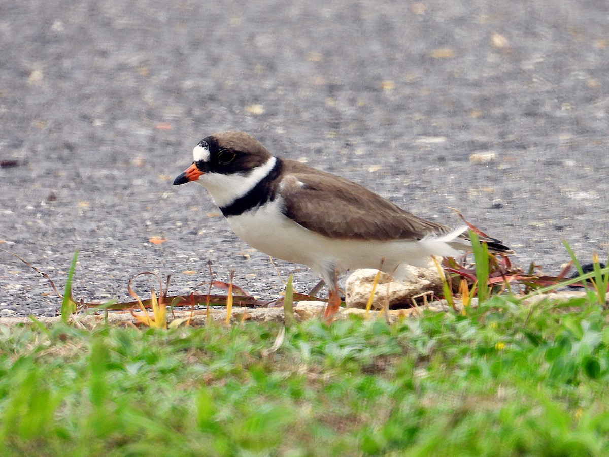 Semipalmated Plover - ML618809144