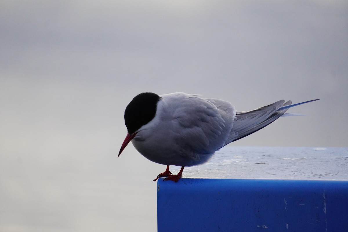 Arctic Tern - Nadège Langet