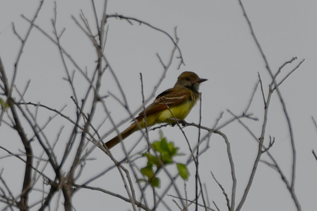 Great Crested Flycatcher - ML618809244