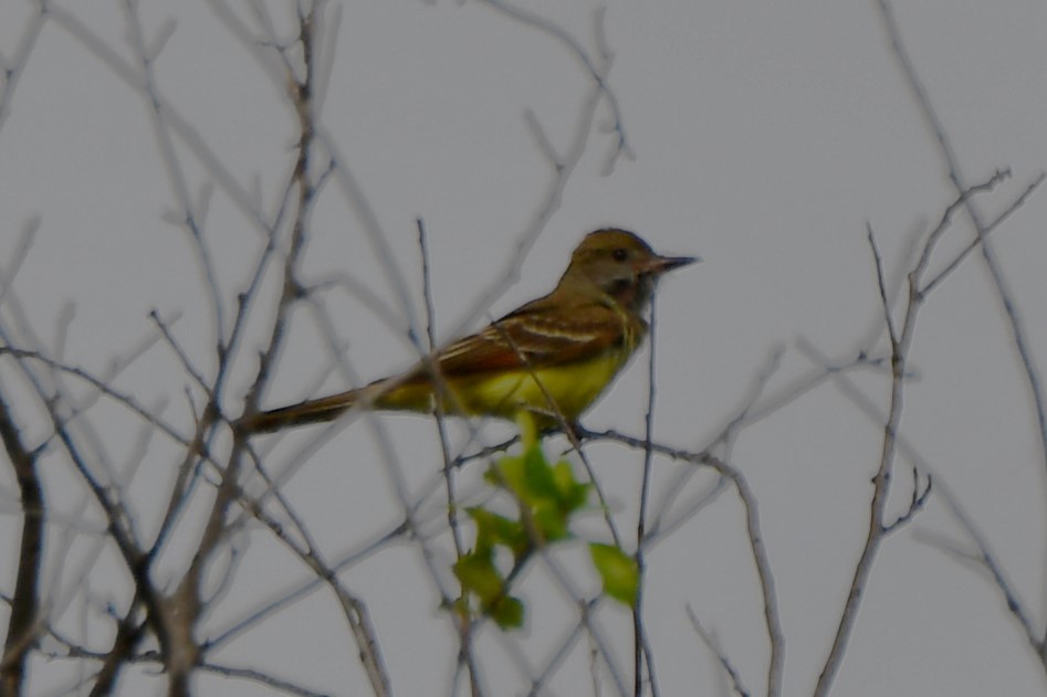 Great Crested Flycatcher - ML618809245