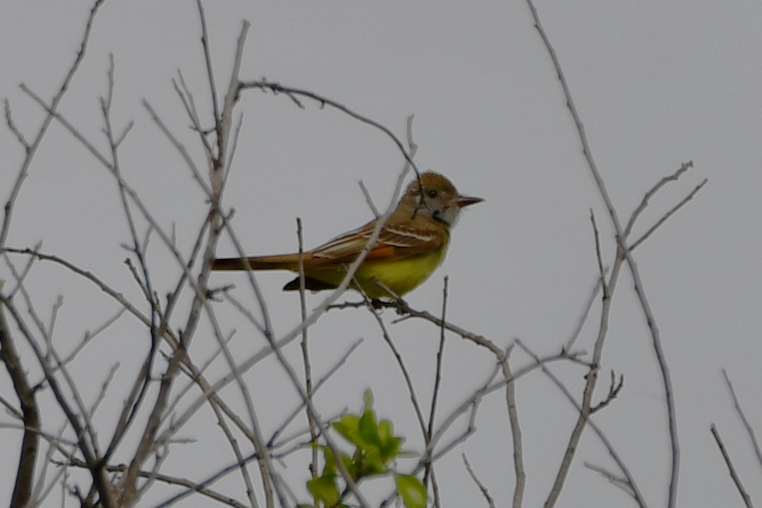 Great Crested Flycatcher - ML618809246