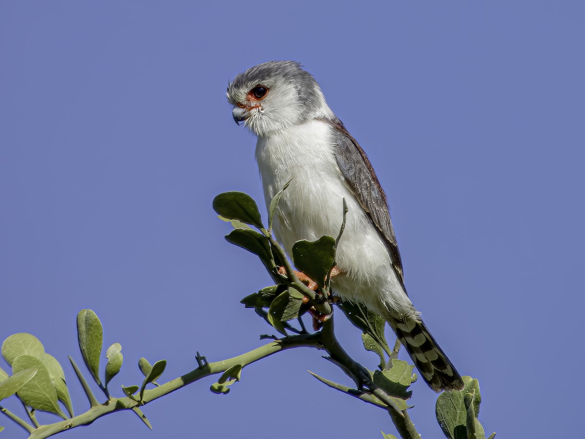 Pygmy Falcon - Hila Meyer Izmirli