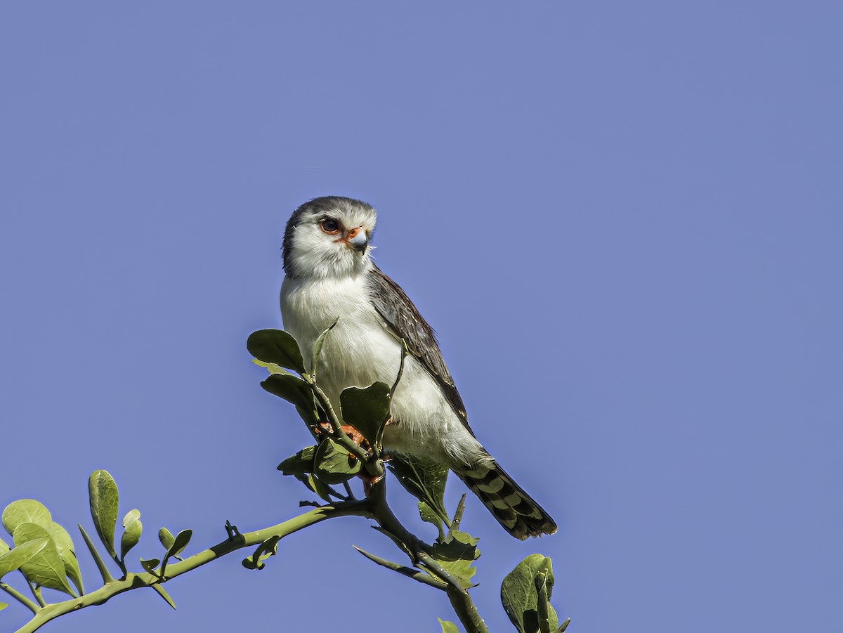 Pygmy Falcon - Hila Meyer Izmirli