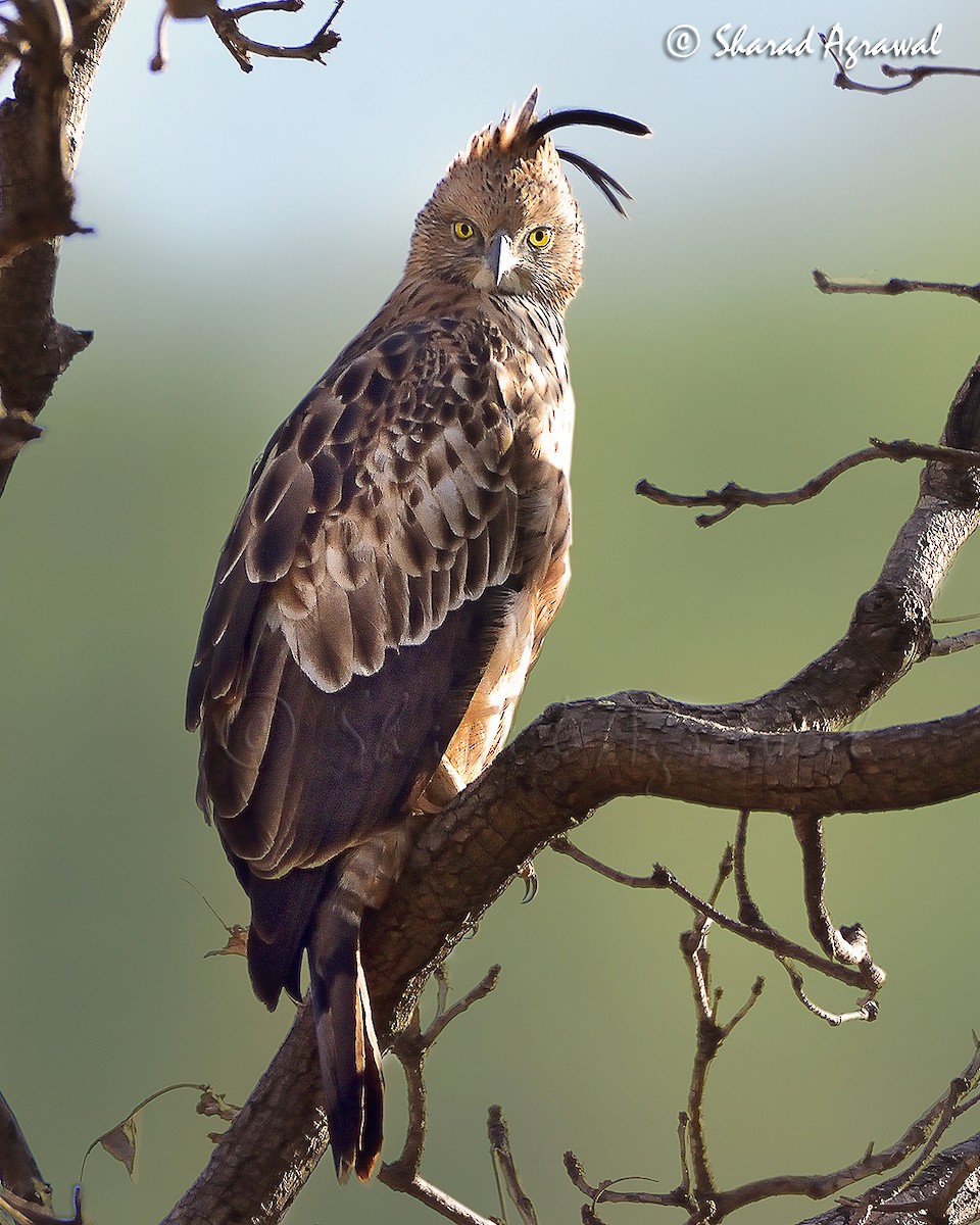 Changeable Hawk-Eagle (Crested) - Sharad Agrawal