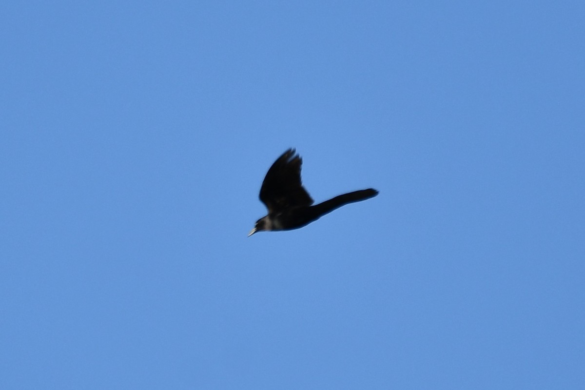 Great-tailed Grackle - ML618809258