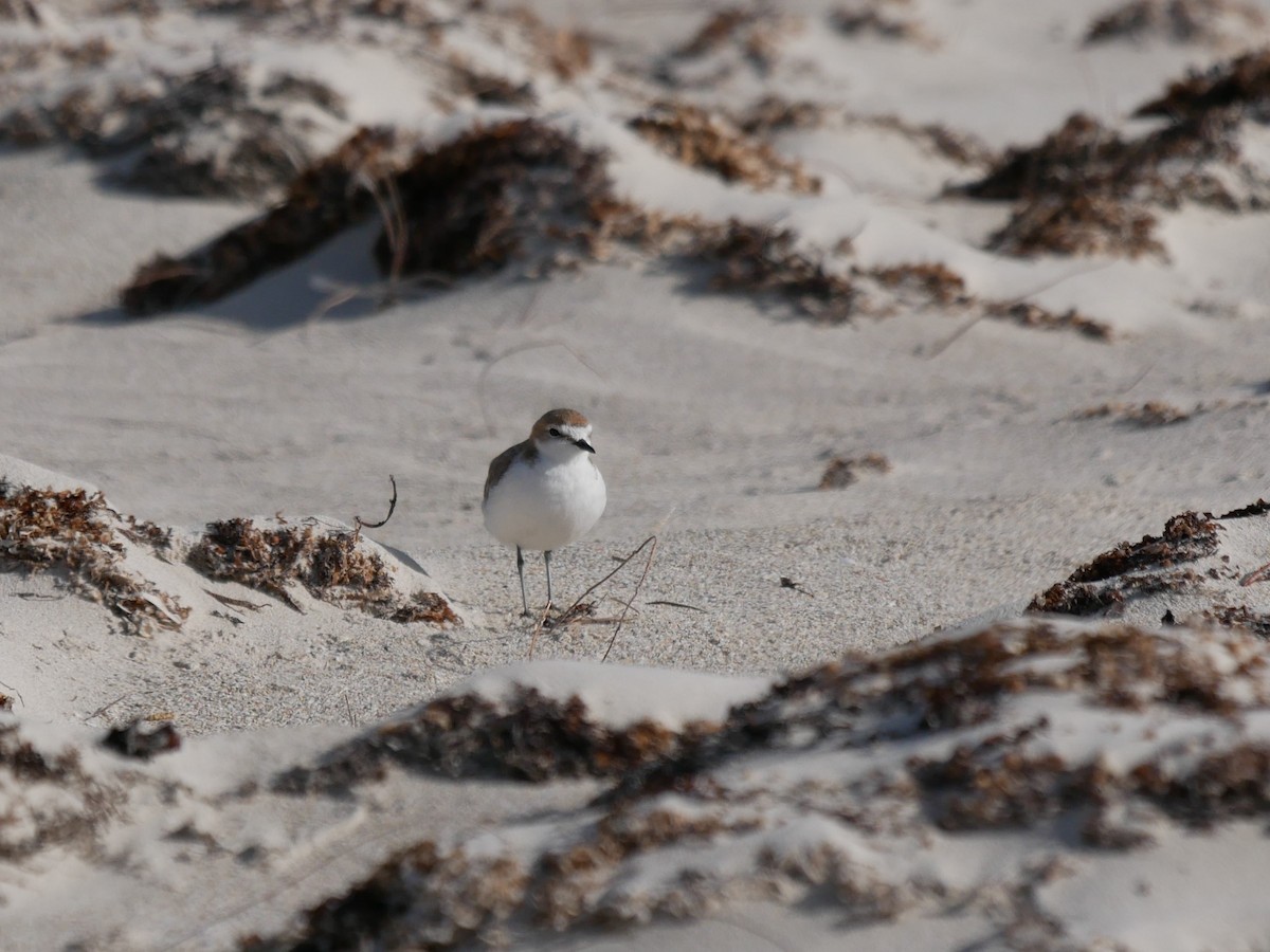 Red-capped Plover - Shelley Altman