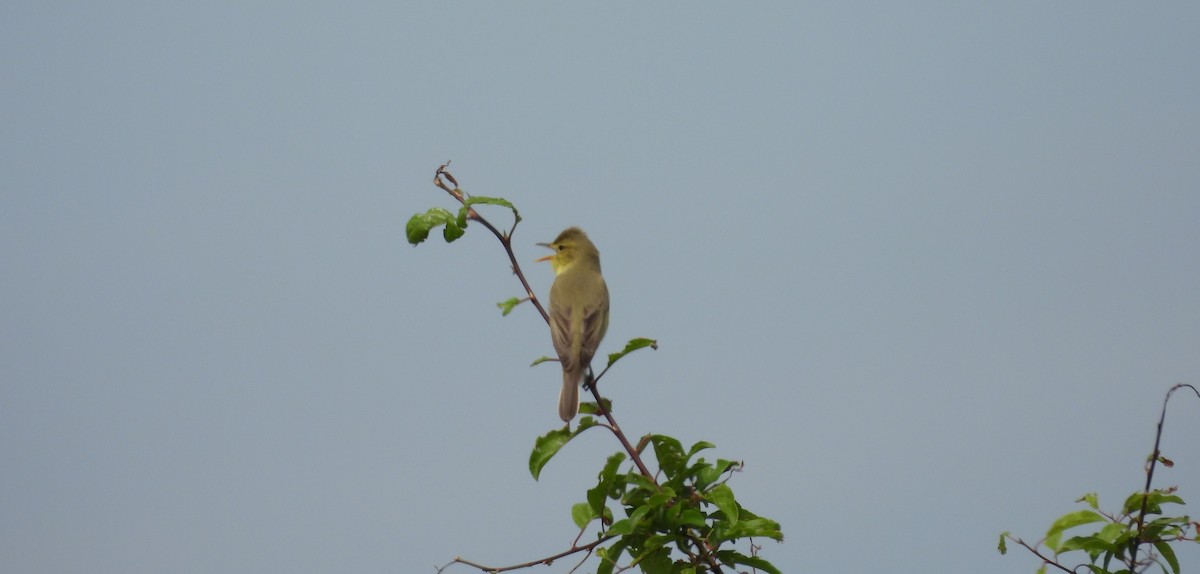 Melodious Warbler - ML618809284