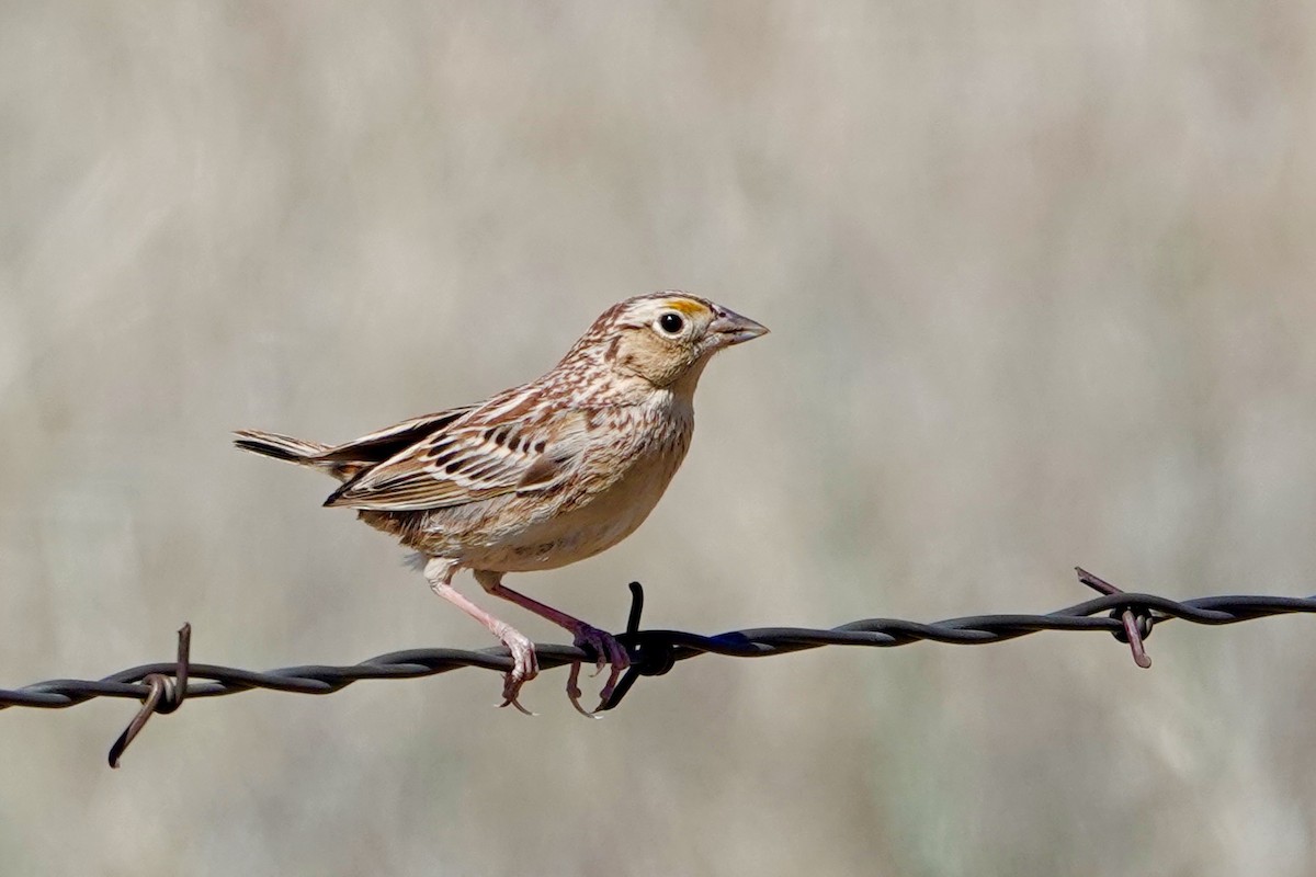 Grasshopper Sparrow - Kenna Sue Trickey