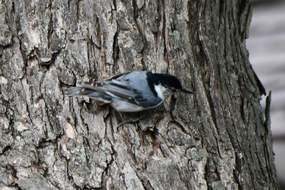 White-breasted Nuthatch - Carmen Ricer