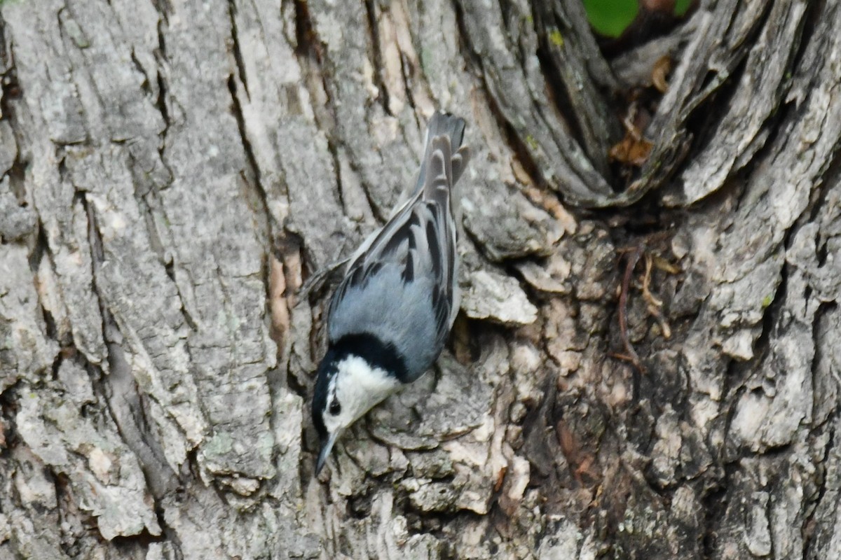 White-breasted Nuthatch - Carmen Ricer