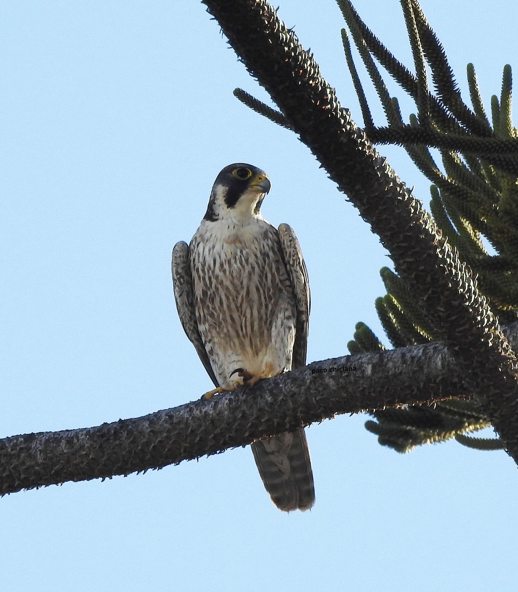 Peregrine Falcon (Barbary) - ML618809367