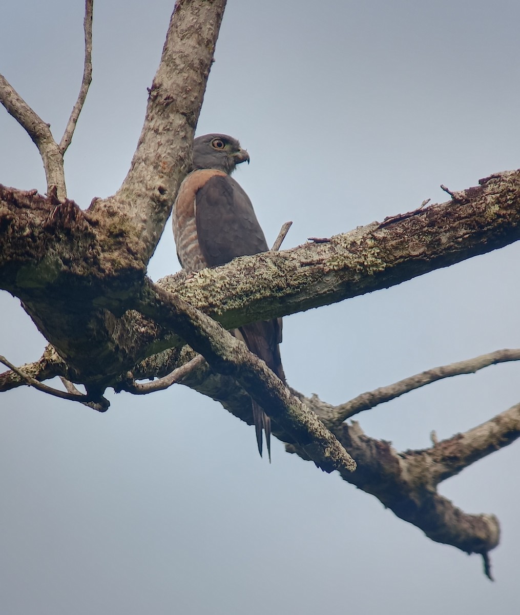 Double-toothed Kite - ML618809387