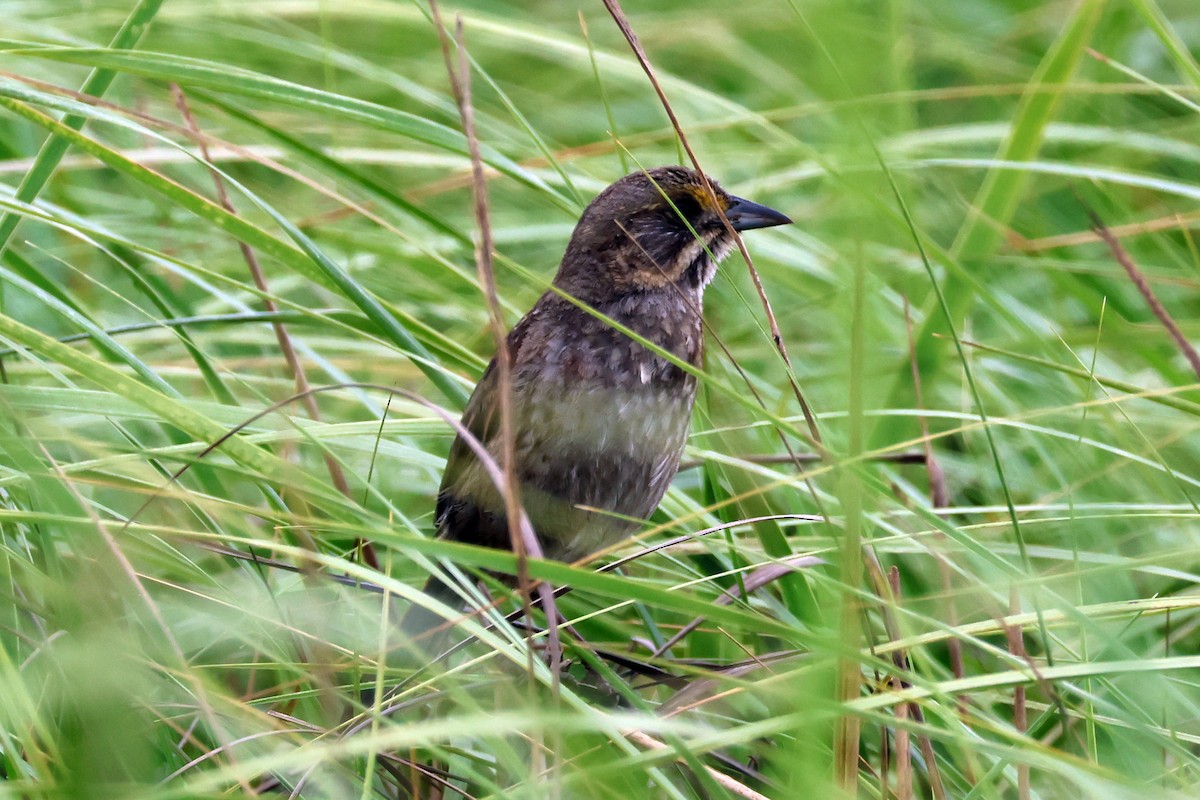 Seaside Sparrow - Vern Bothwell