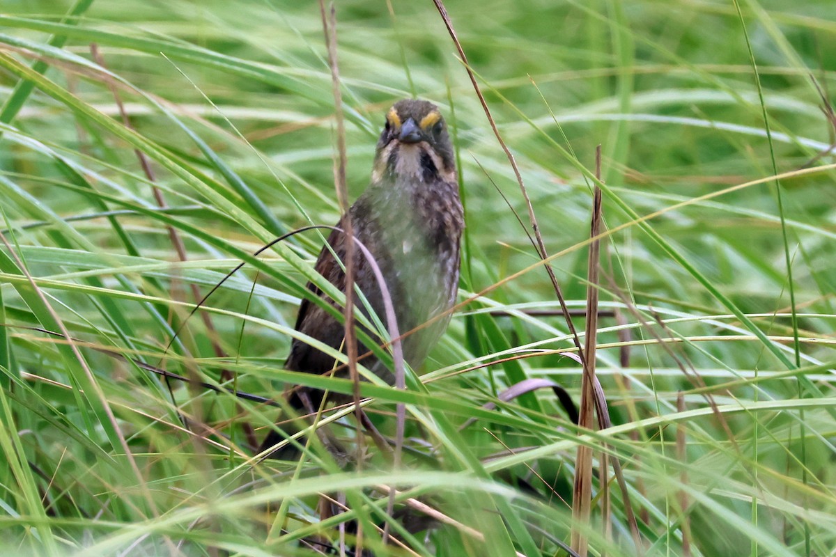 Seaside Sparrow - Vern Bothwell