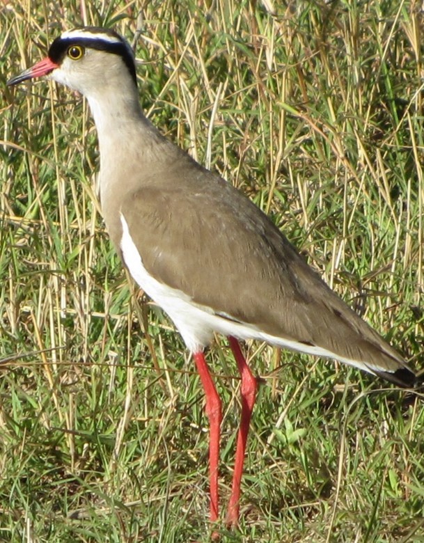 Crowned Lapwing - ML618809434