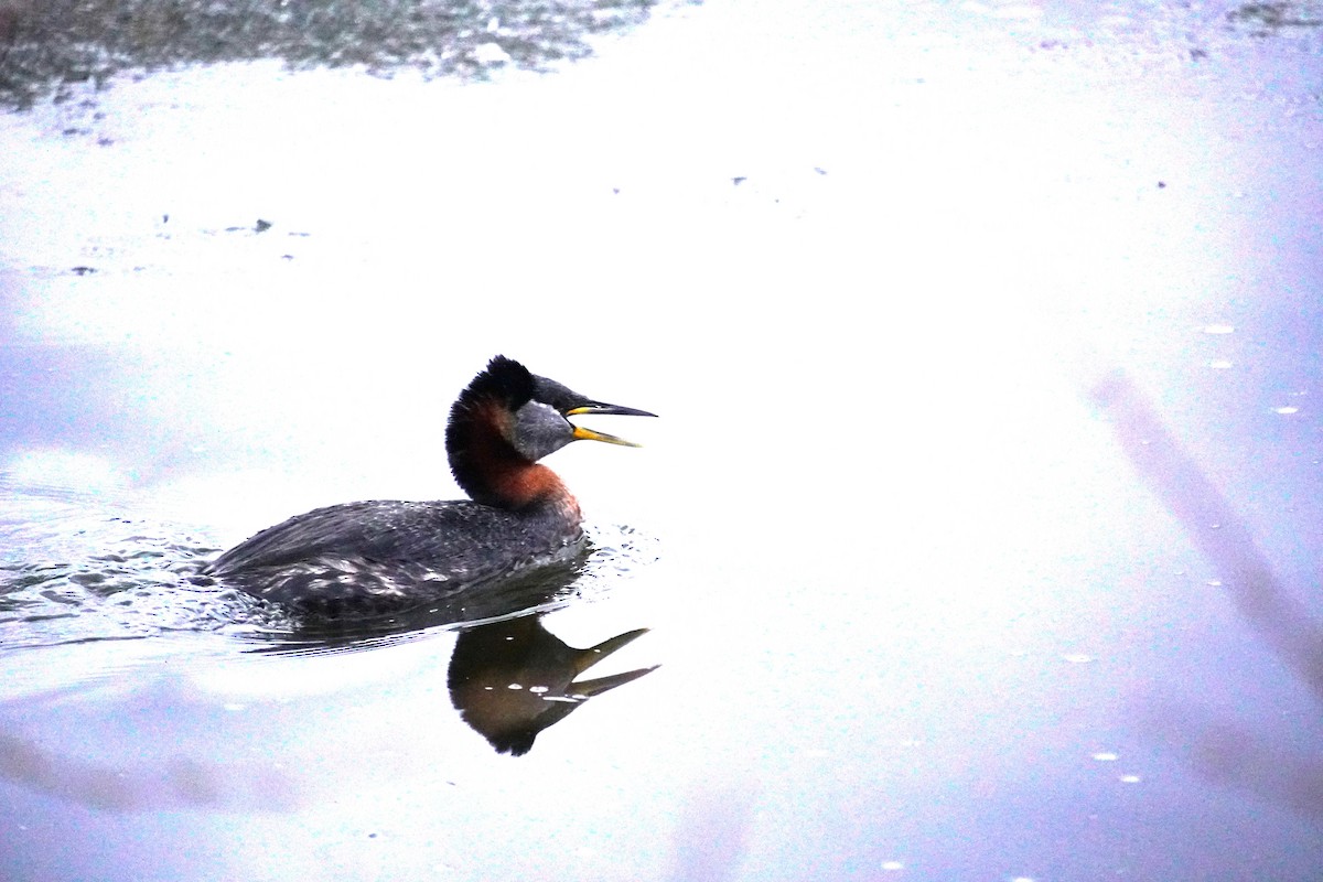 Red-necked Grebe - ML618809474