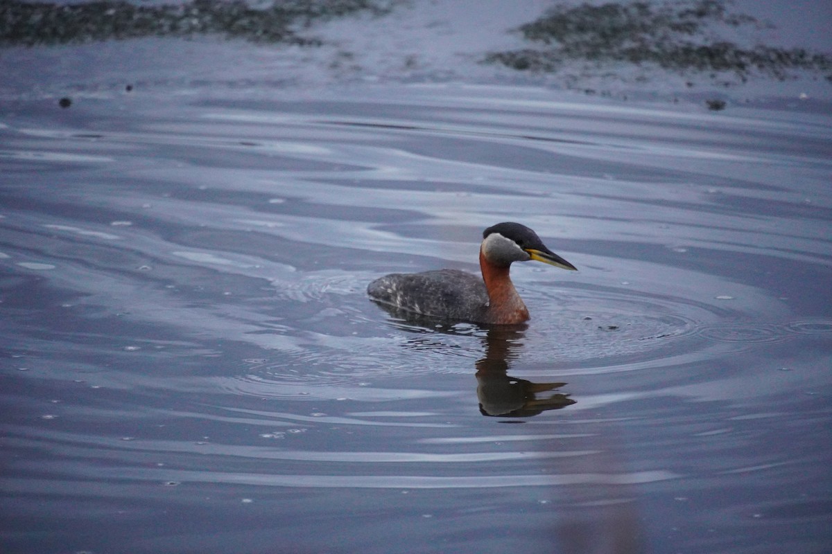 Red-necked Grebe - ML618809479