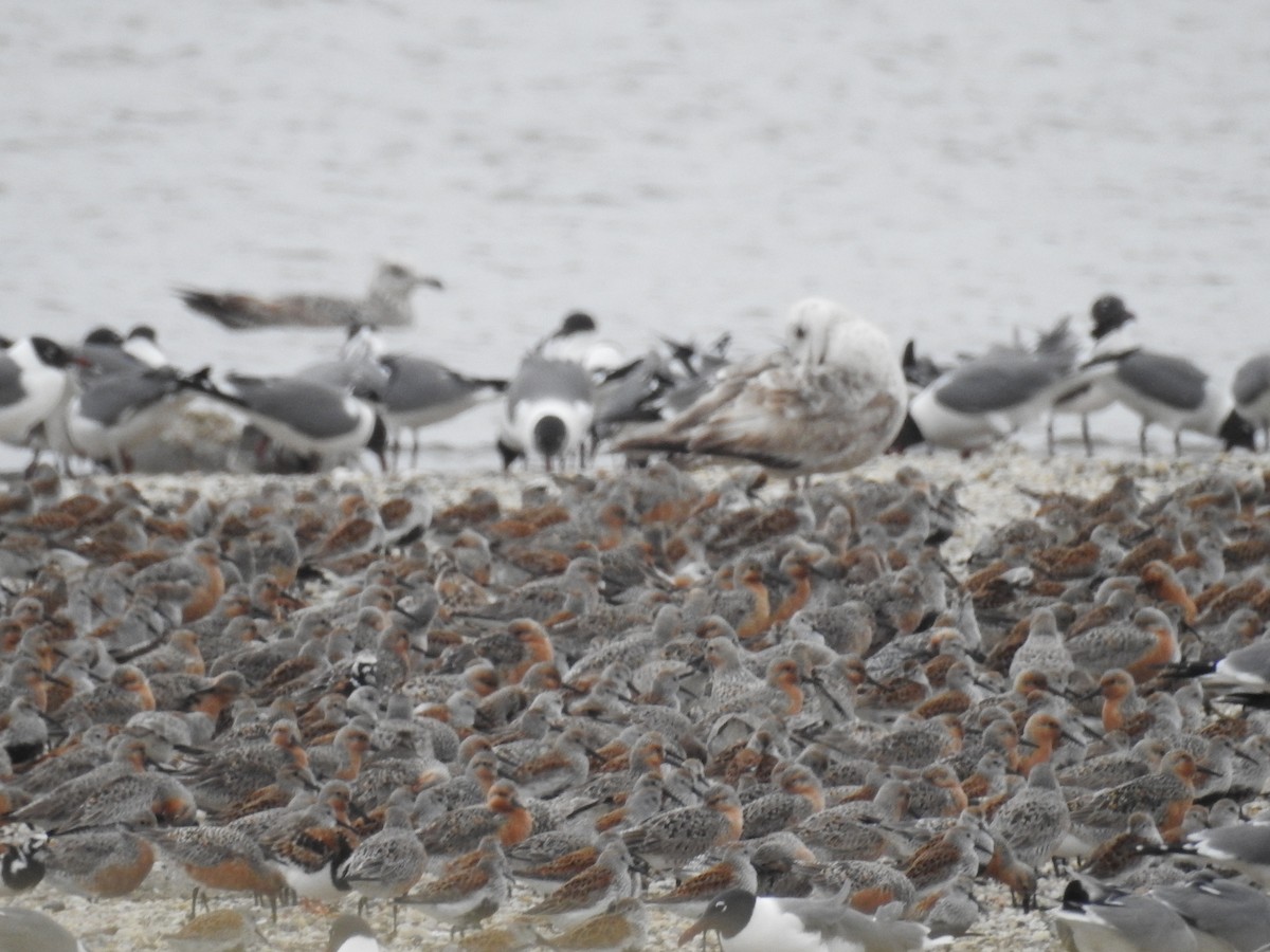Red Knot - ML618809499