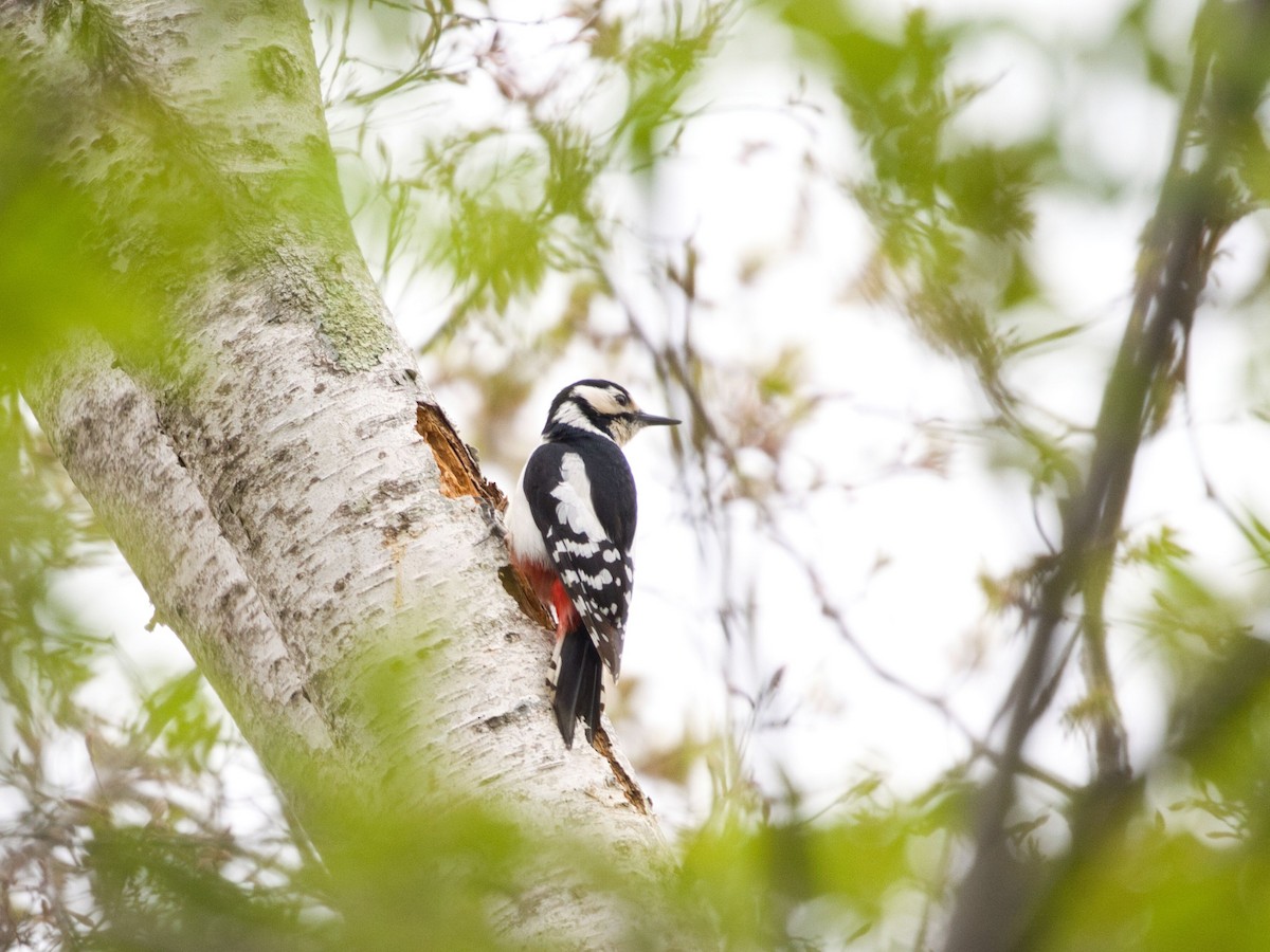 Great Spotted Woodpecker - TORU TAJIMA