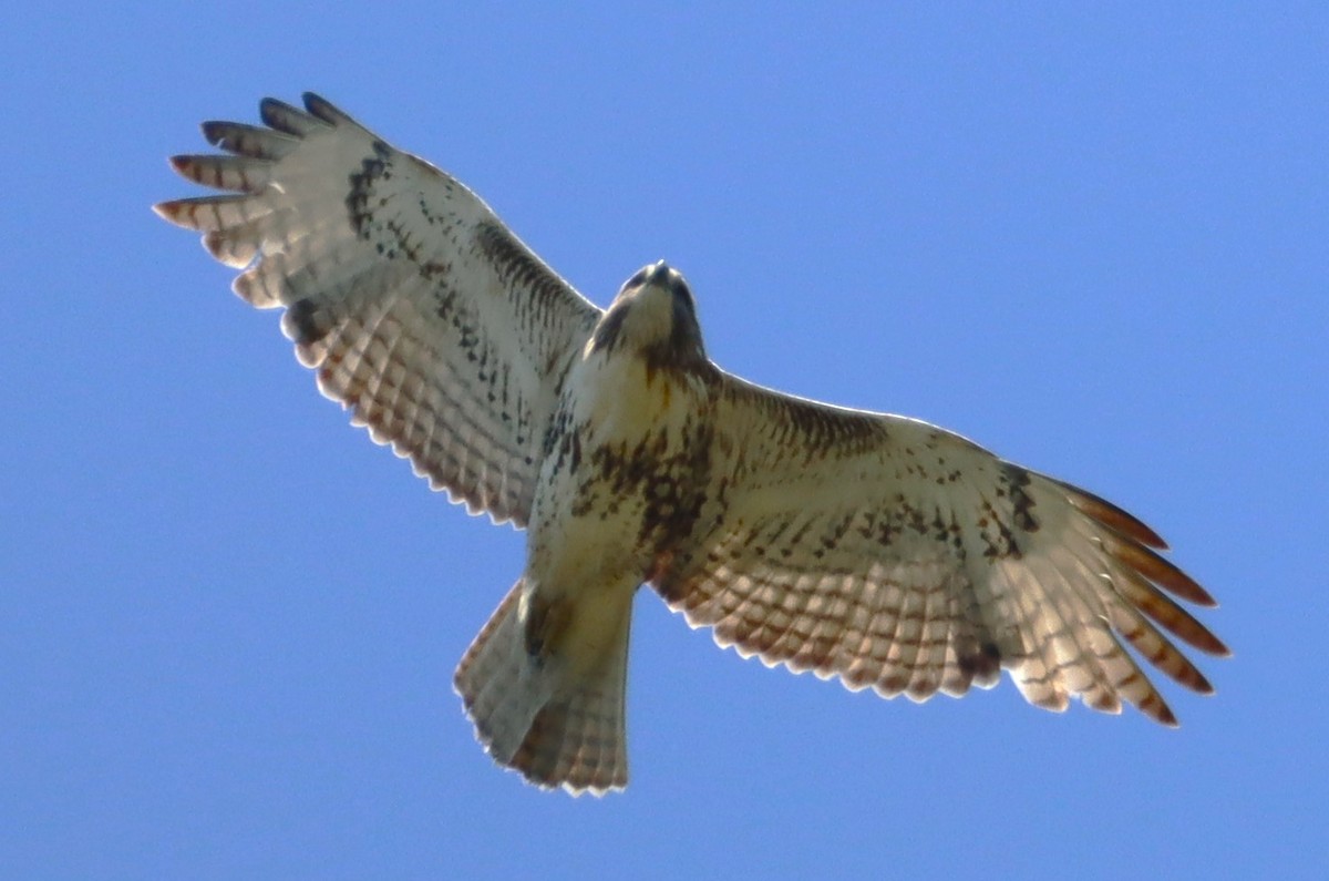 Red-tailed Hawk - Aldo Bertucci