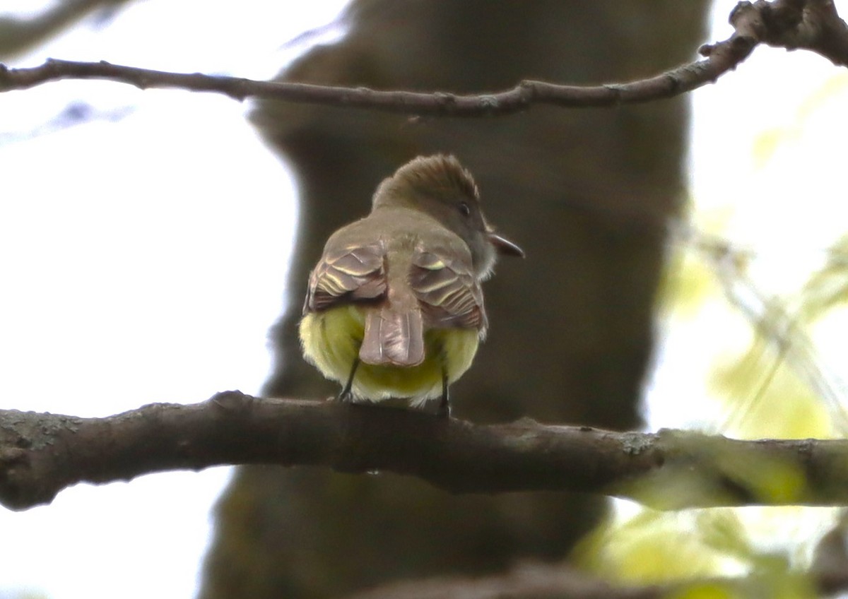 Great Crested Flycatcher - ML618809515