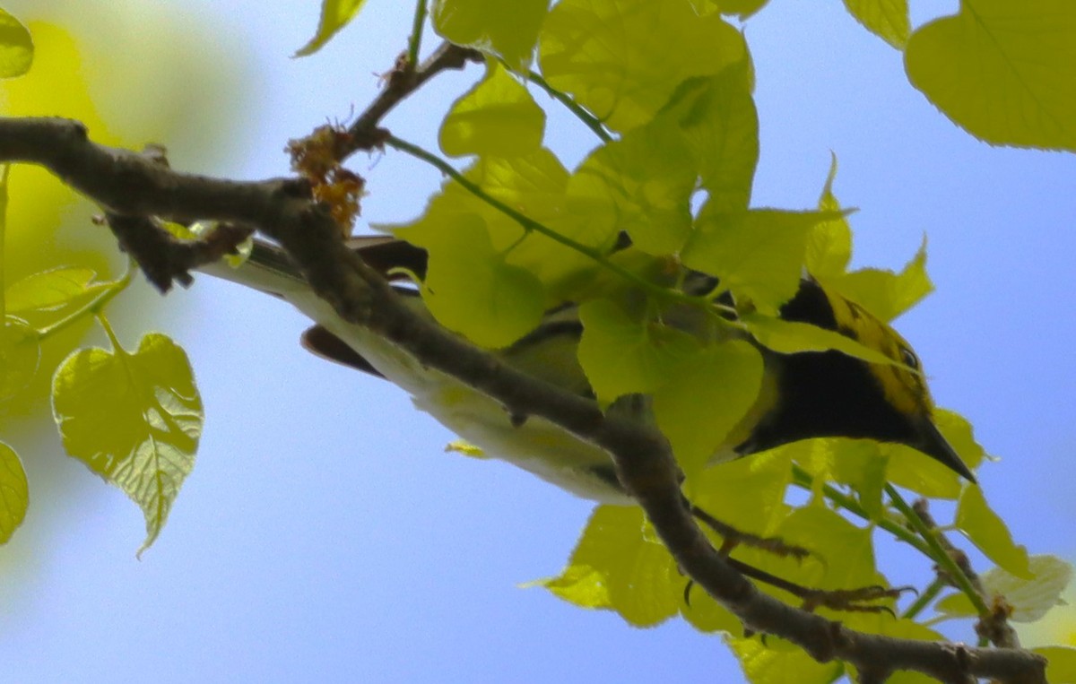 Black-throated Green Warbler - Aldo Bertucci
