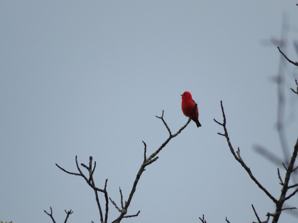 Scarlet Tanager - ML618809545
