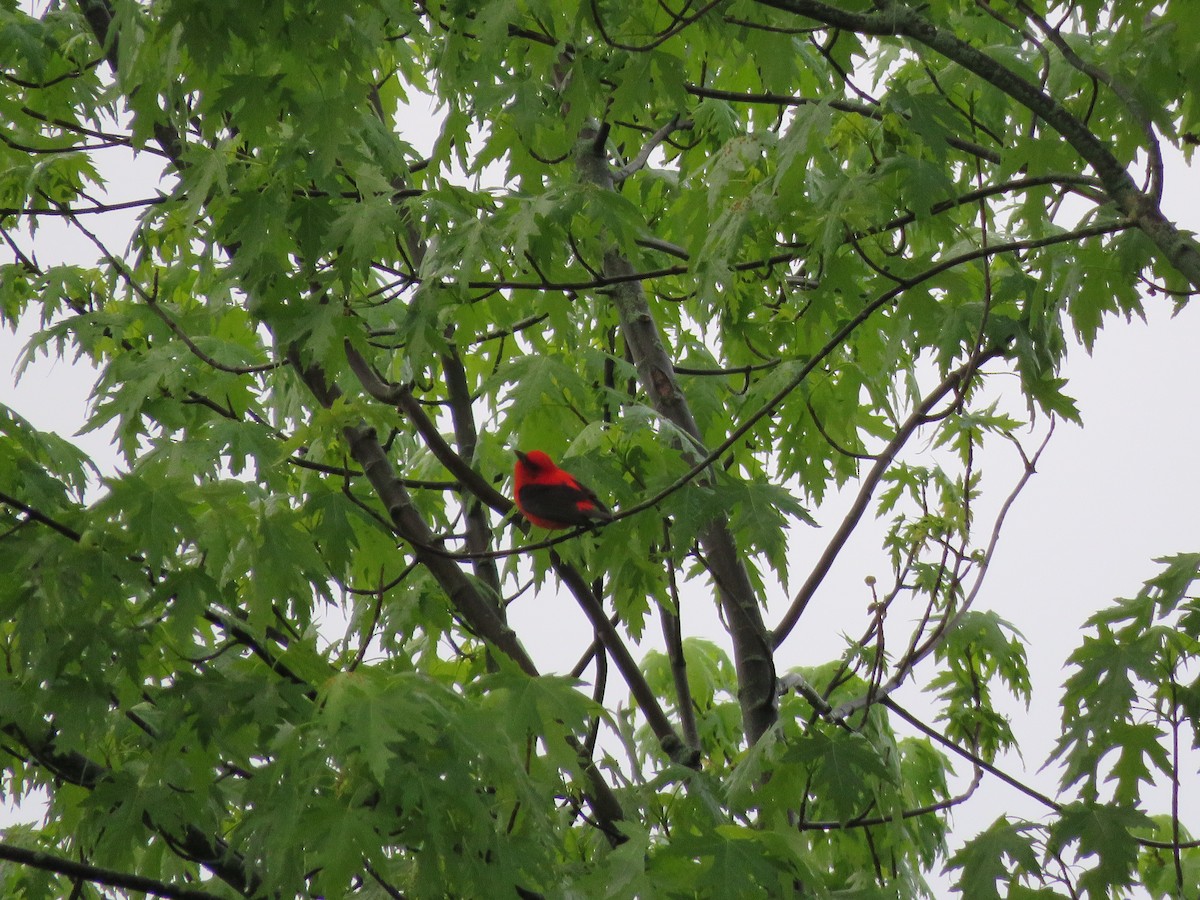 Scarlet Tanager - ML618809546