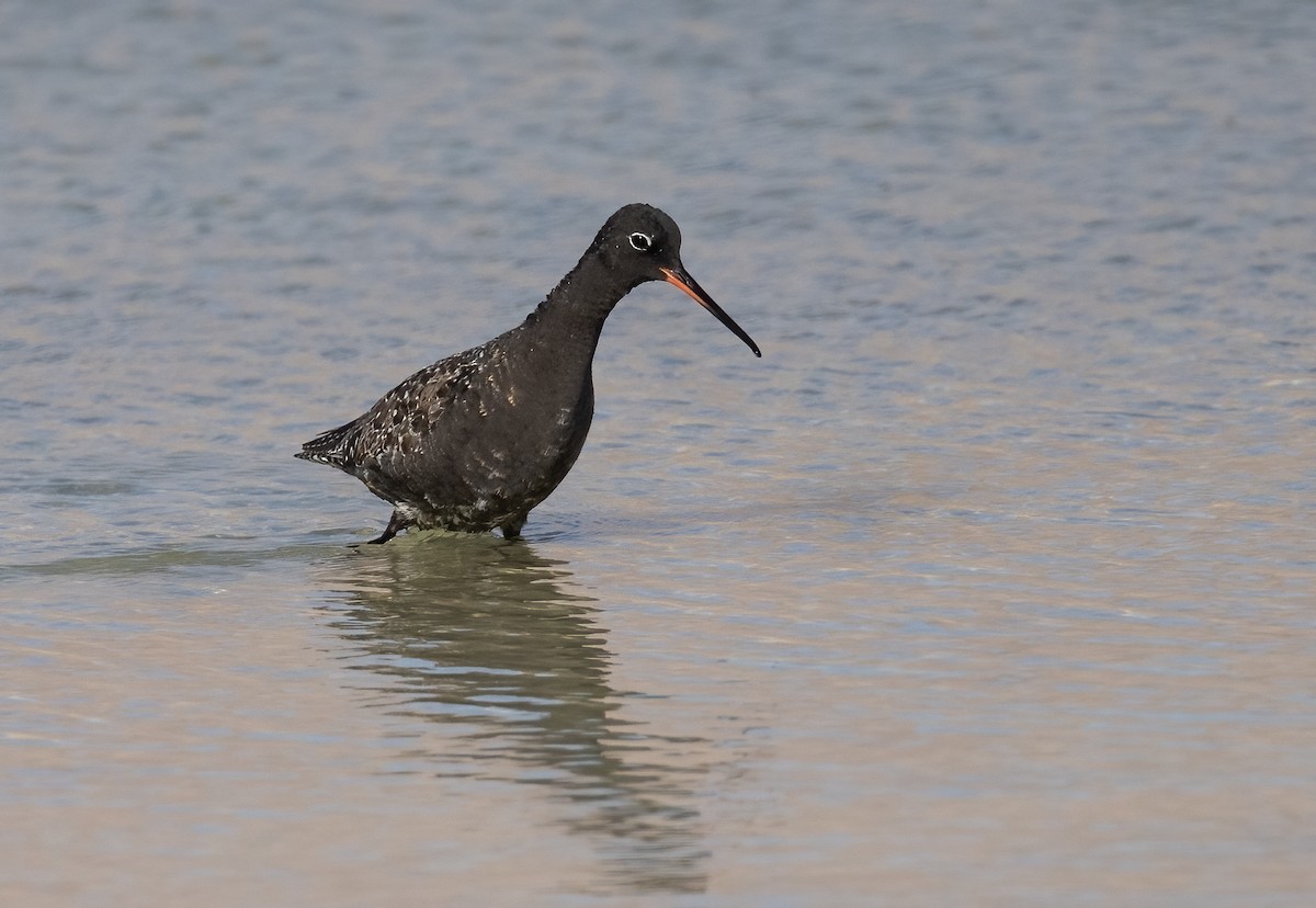Spotted Redshank - ML618809549